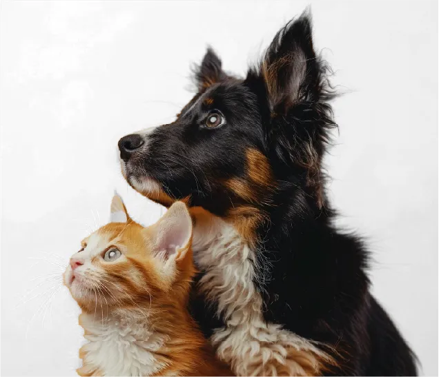 thai buddy-OEM-ODM Services-02