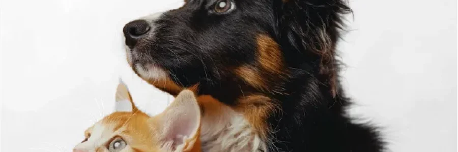 thai buddy-OEM-ODM Services-02